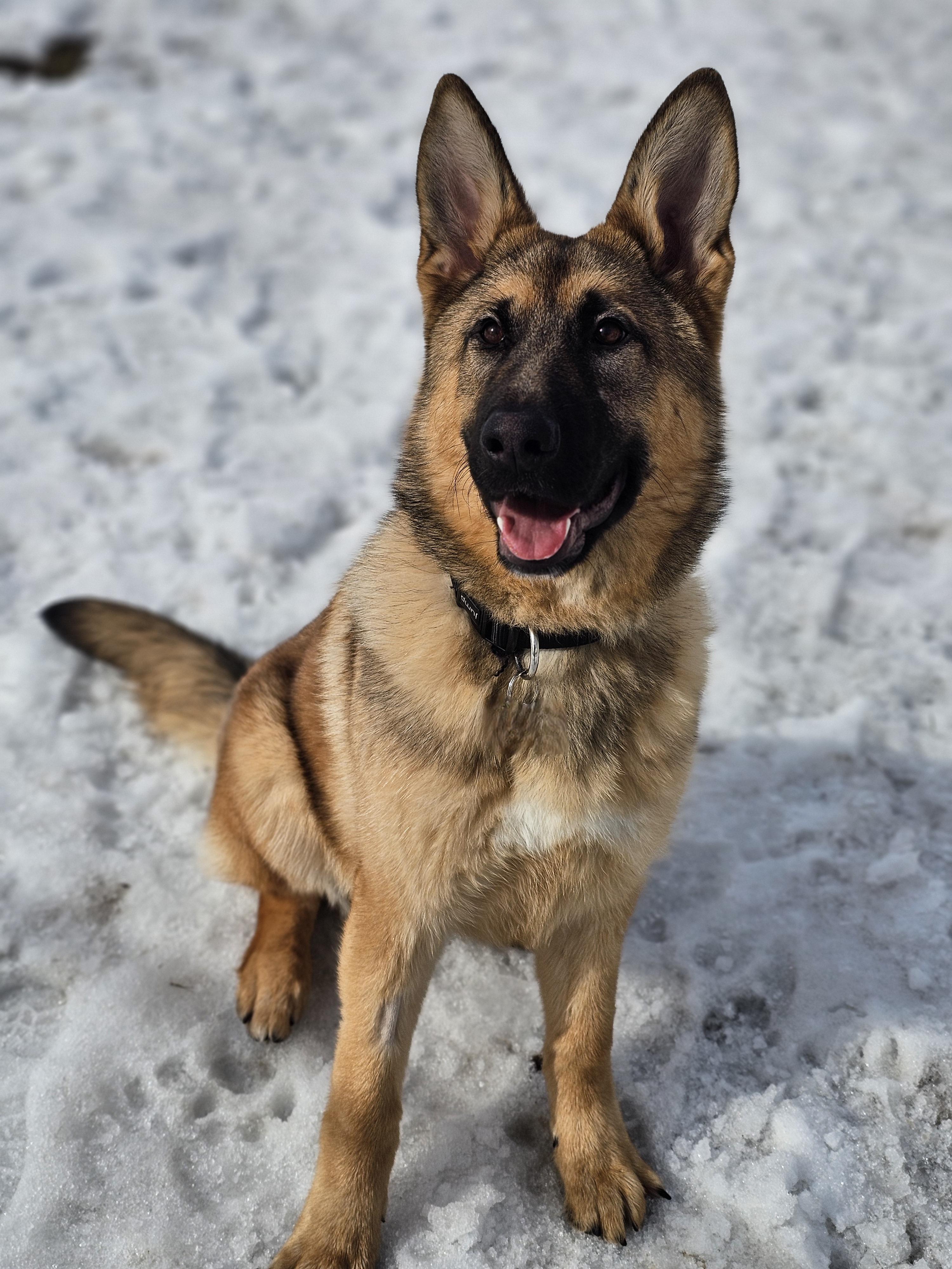 Enlarge Kronk, a ADOPTABLE German Shepherd Dog in Bowmanville, ON image 3/3