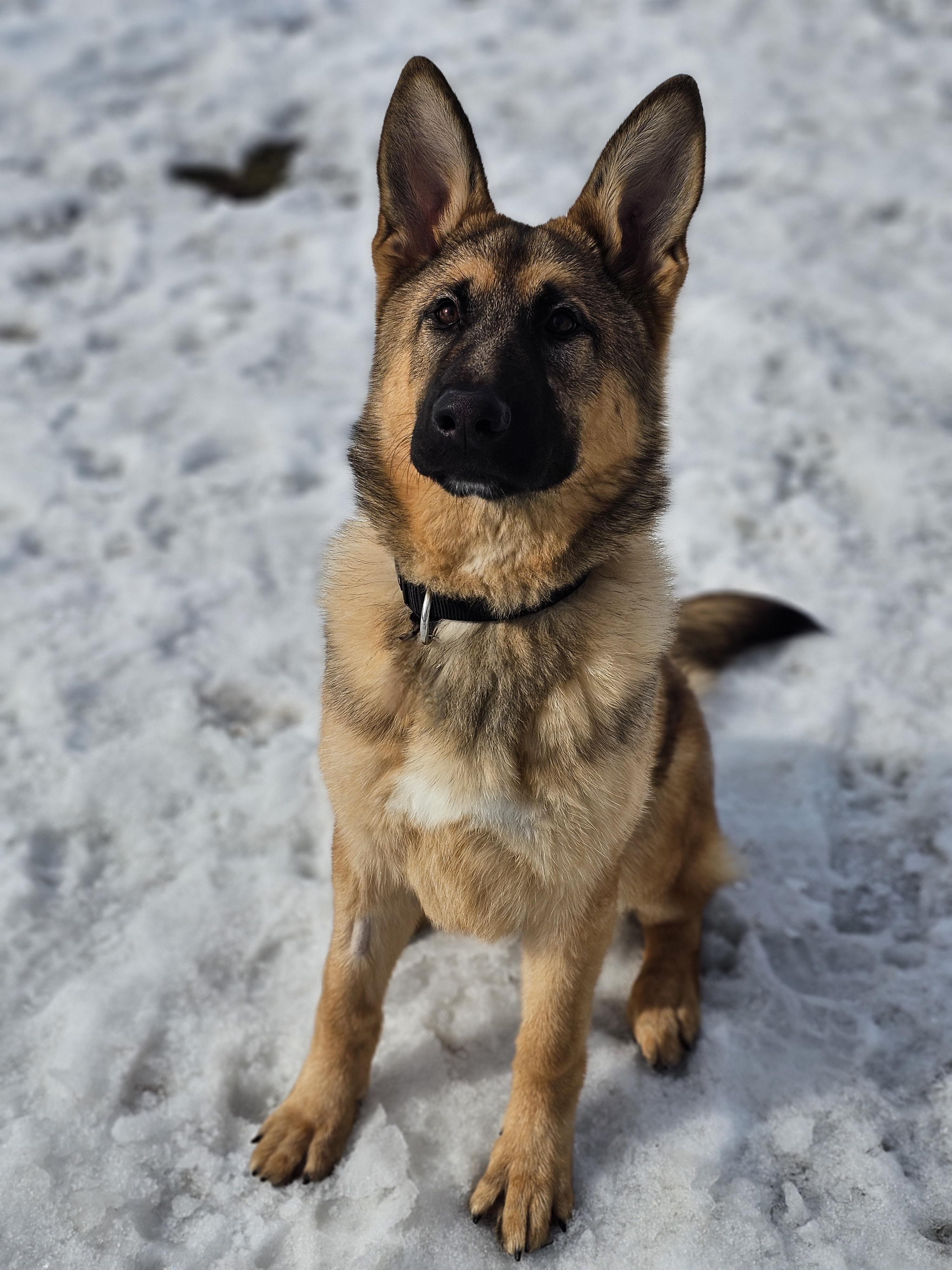 Enlarge Kronk, a ADOPTABLE German Shepherd Dog in Bowmanville, ON image 2/3