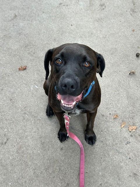 Malibu, Adoptable, Adult Female Boxer & Labrador Retriever.