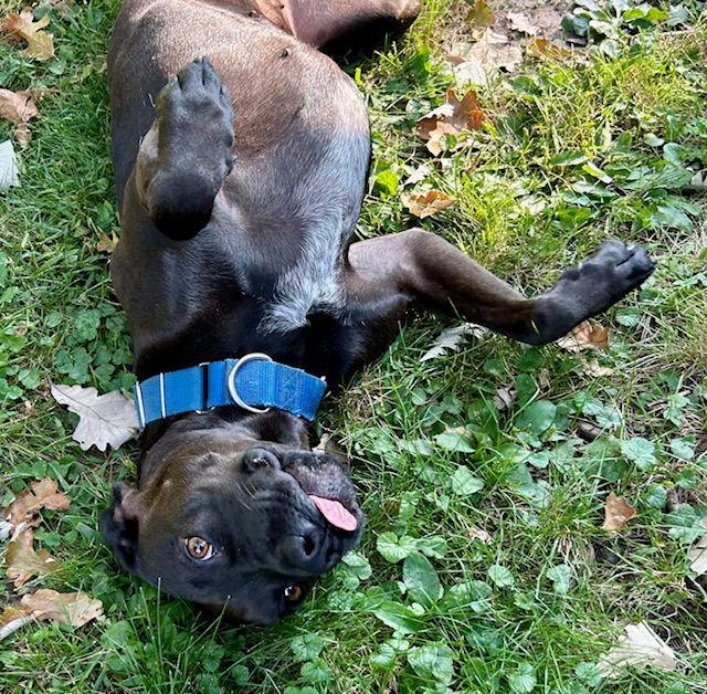 Enlarge Malibu, a Adoptable mixed breed in Minneapolis, MN image 2/3