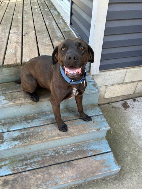 Enlarge Malibu, a Adoptable mixed breed in Minneapolis, MN image 3/3
