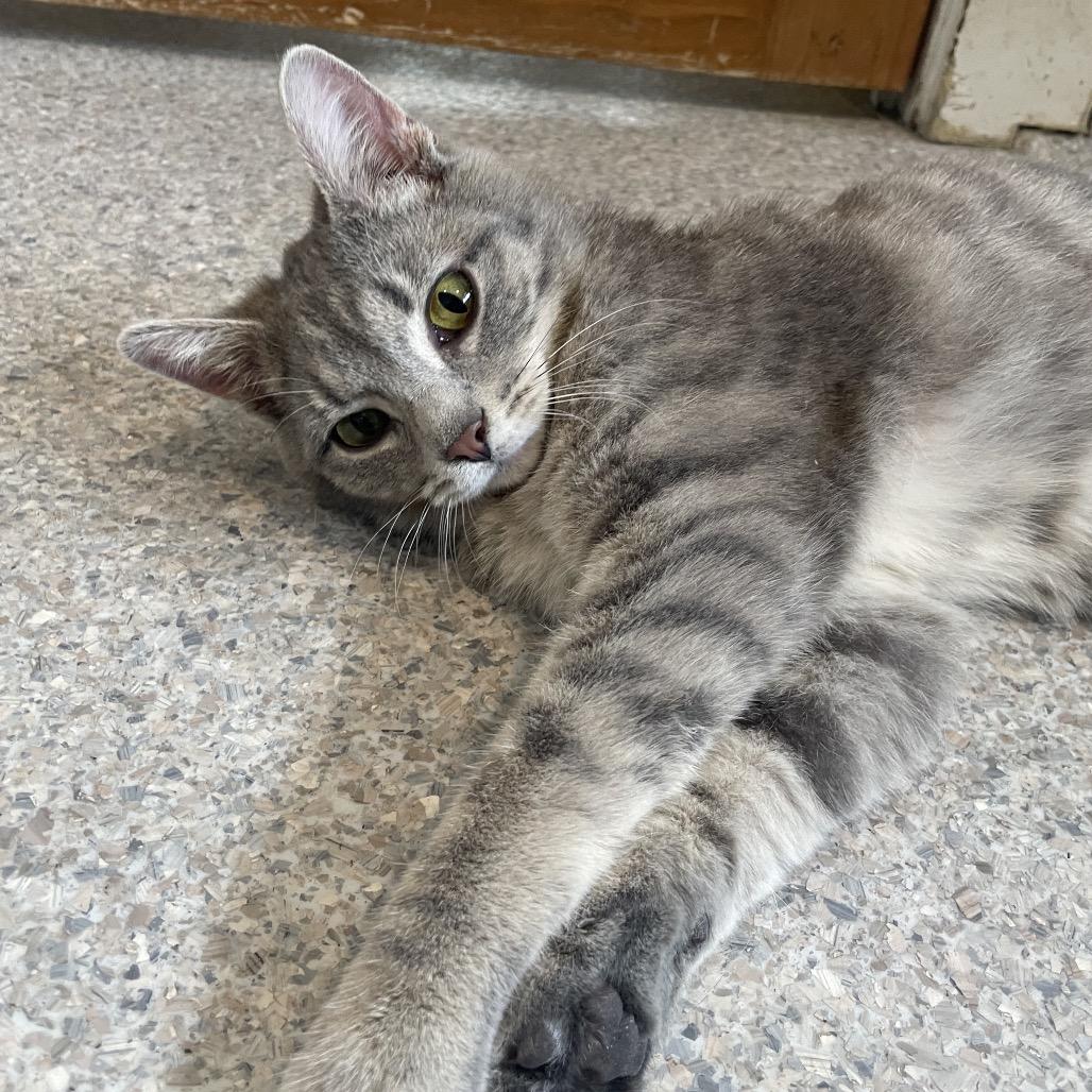 Enlarge Riley, a Adoptable Domestic Short Hair in South Haven, MI image 1/2