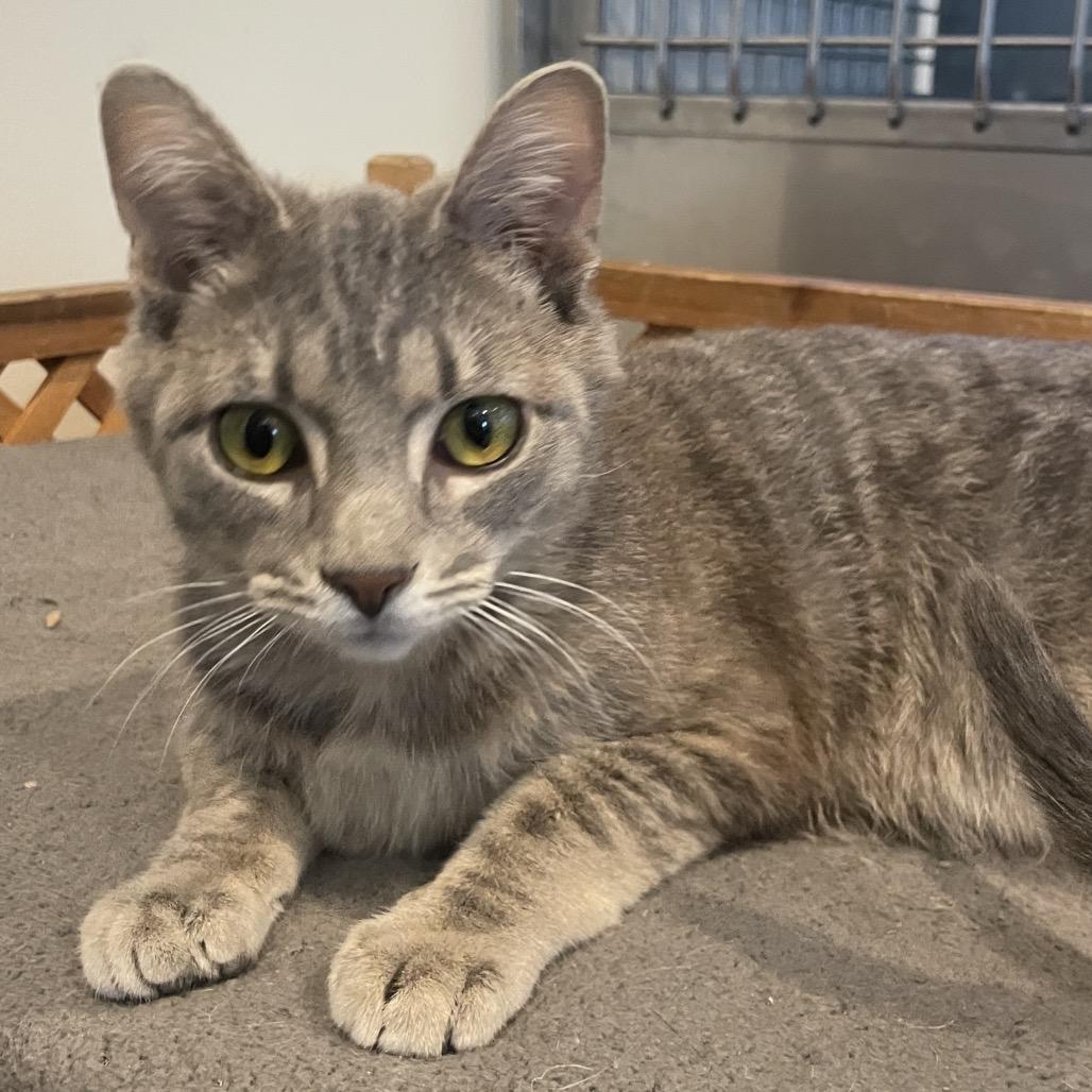 Enlarge Riley, a Adoptable Domestic Short Hair in South Haven, MI image 2/6