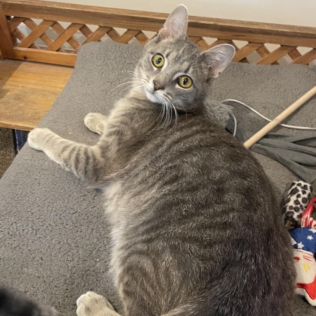 Enlarge Riley, a Adoptable Domestic Short Hair in South Haven, MI image 3/6