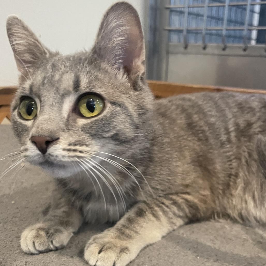 Enlarge Riley, a Adoptable Domestic Short Hair in South Haven, MI image 4/6