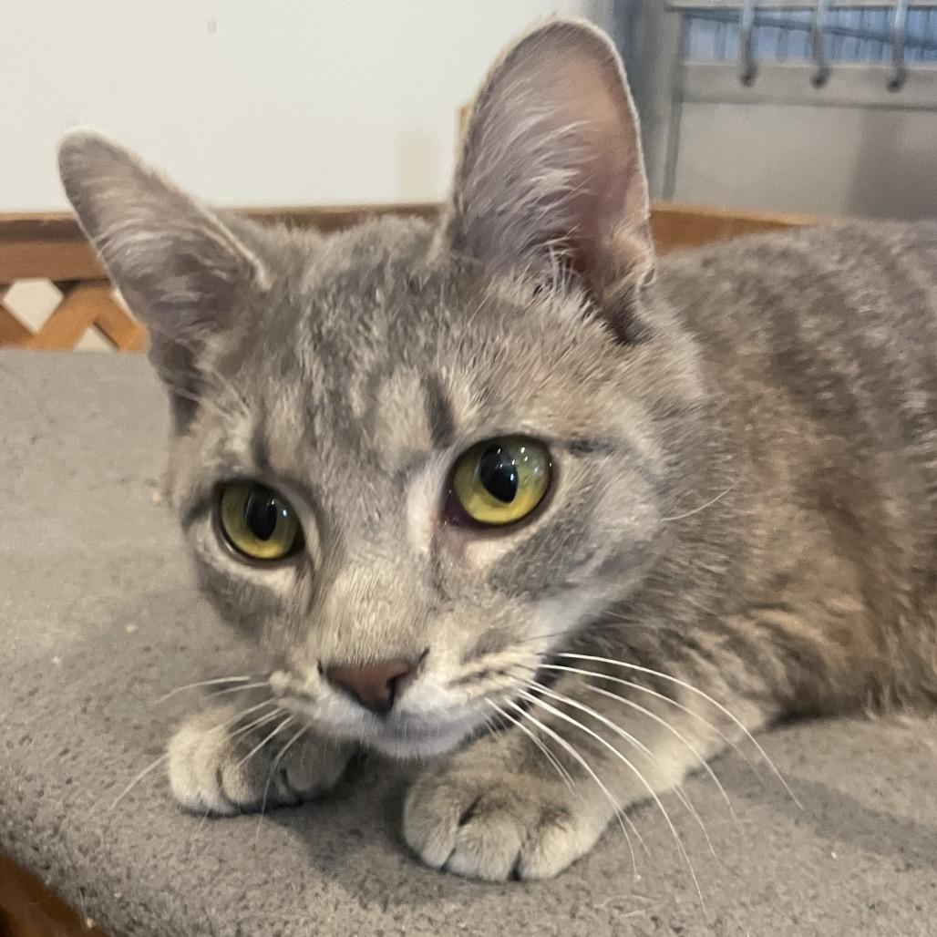 Enlarge Riley, a Adoptable Domestic Short Hair in South Haven, MI image 5/6