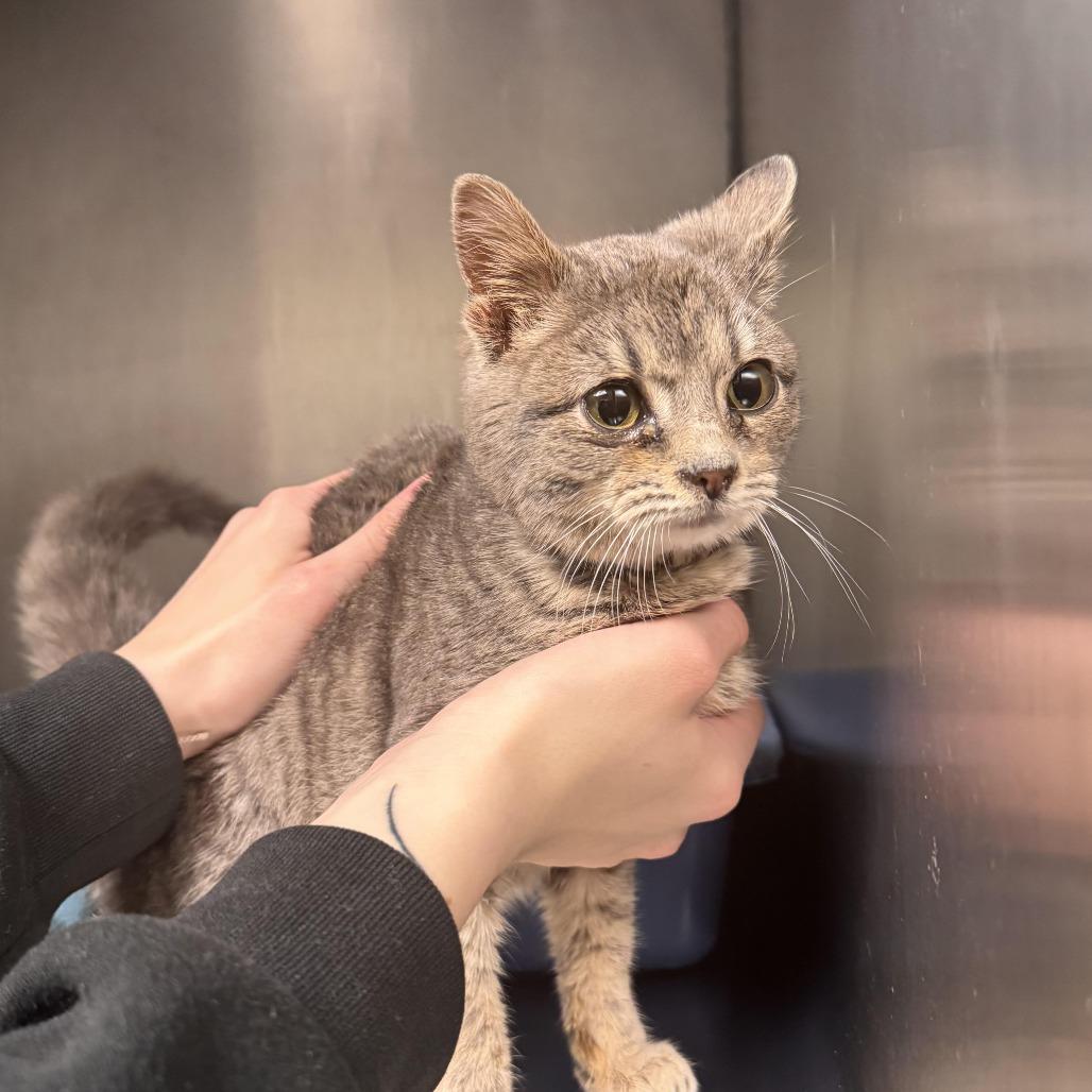Riley, Adoptable, Young Male Domestic Short Hair.
