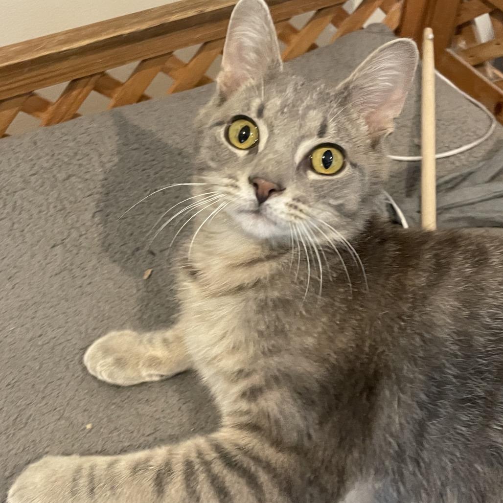 Enlarge Riley, a Adoptable Domestic Short Hair in South Haven, MI image 6/6