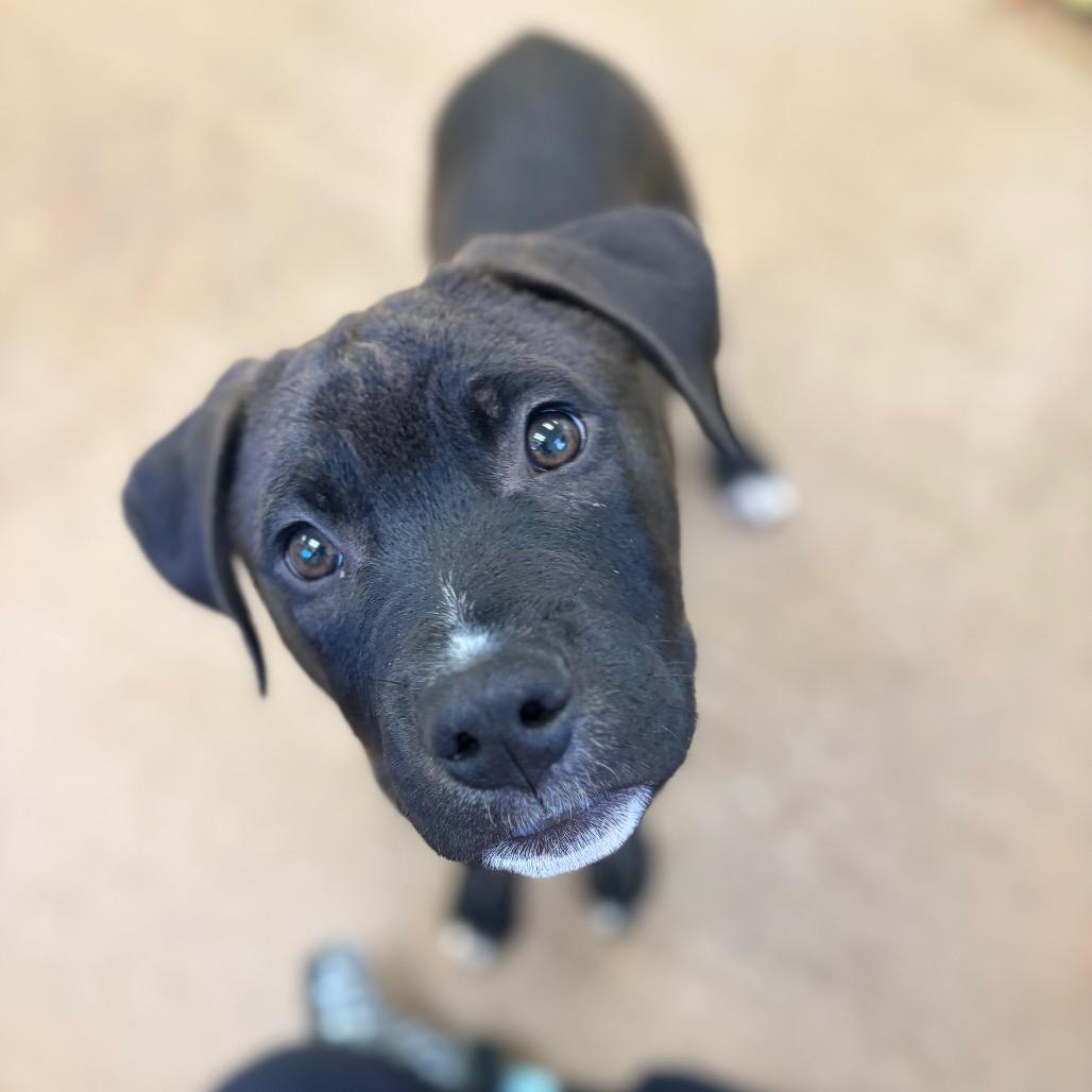 Cameron, a Adoptable mixed breed in Pekin, IL image 1/5