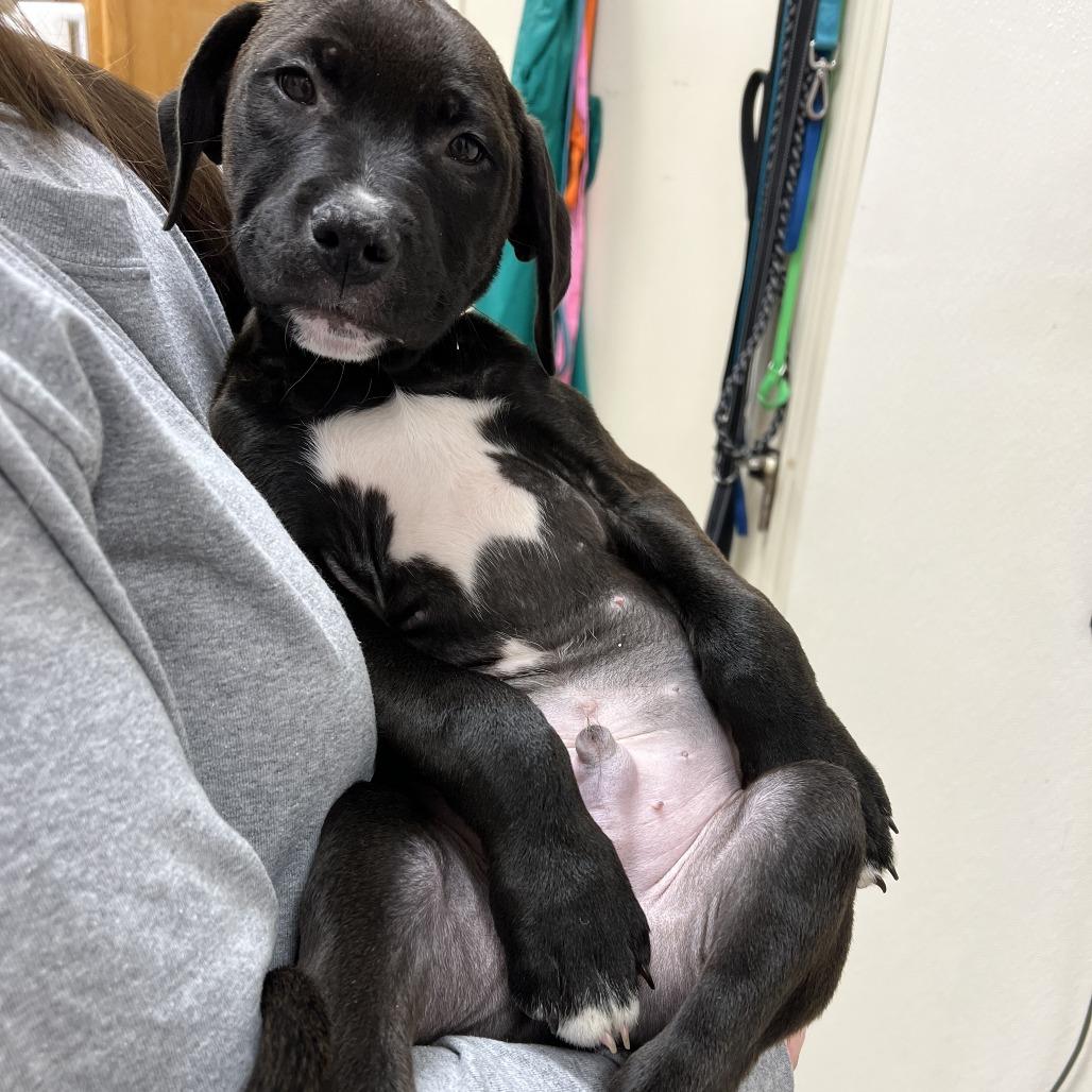 Cameron, a Adoptable mixed breed in Pekin, IL image 2/5