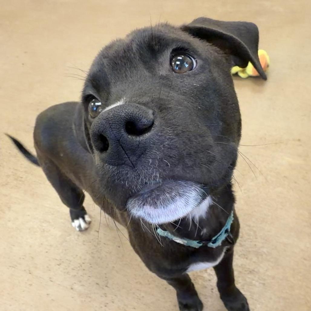 Cameron, a Adoptable mixed breed in Pekin, IL image 3/5