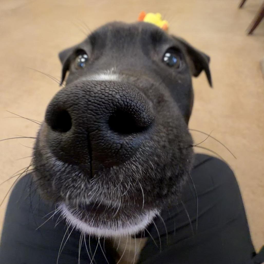 Cameron, a Adoptable mixed breed in Pekin, IL image 4/5