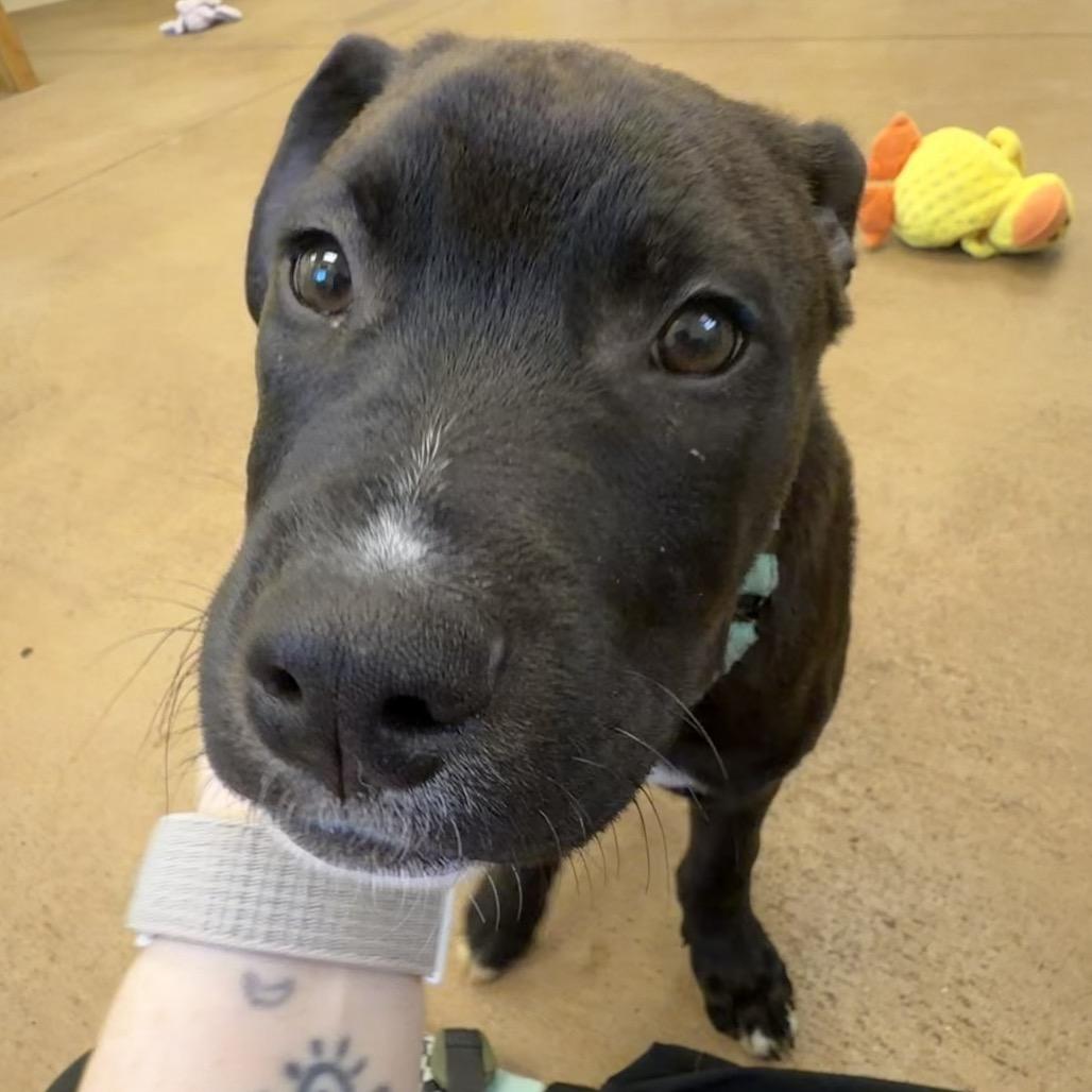 Cameron, a Adoptable mixed breed in Pekin, IL image 5/5