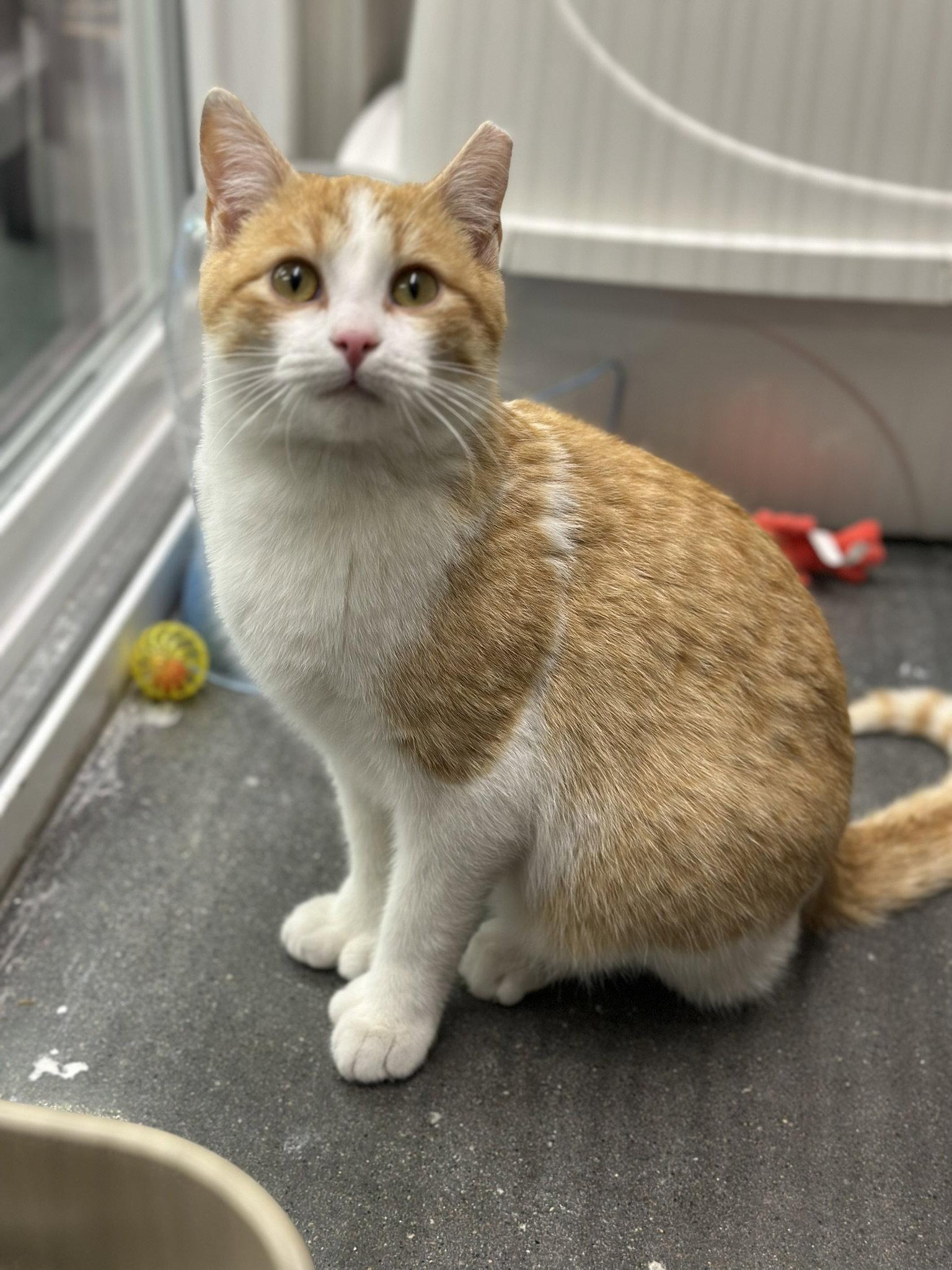 Friday, Adopted, Young Male Domestic Short Hair.