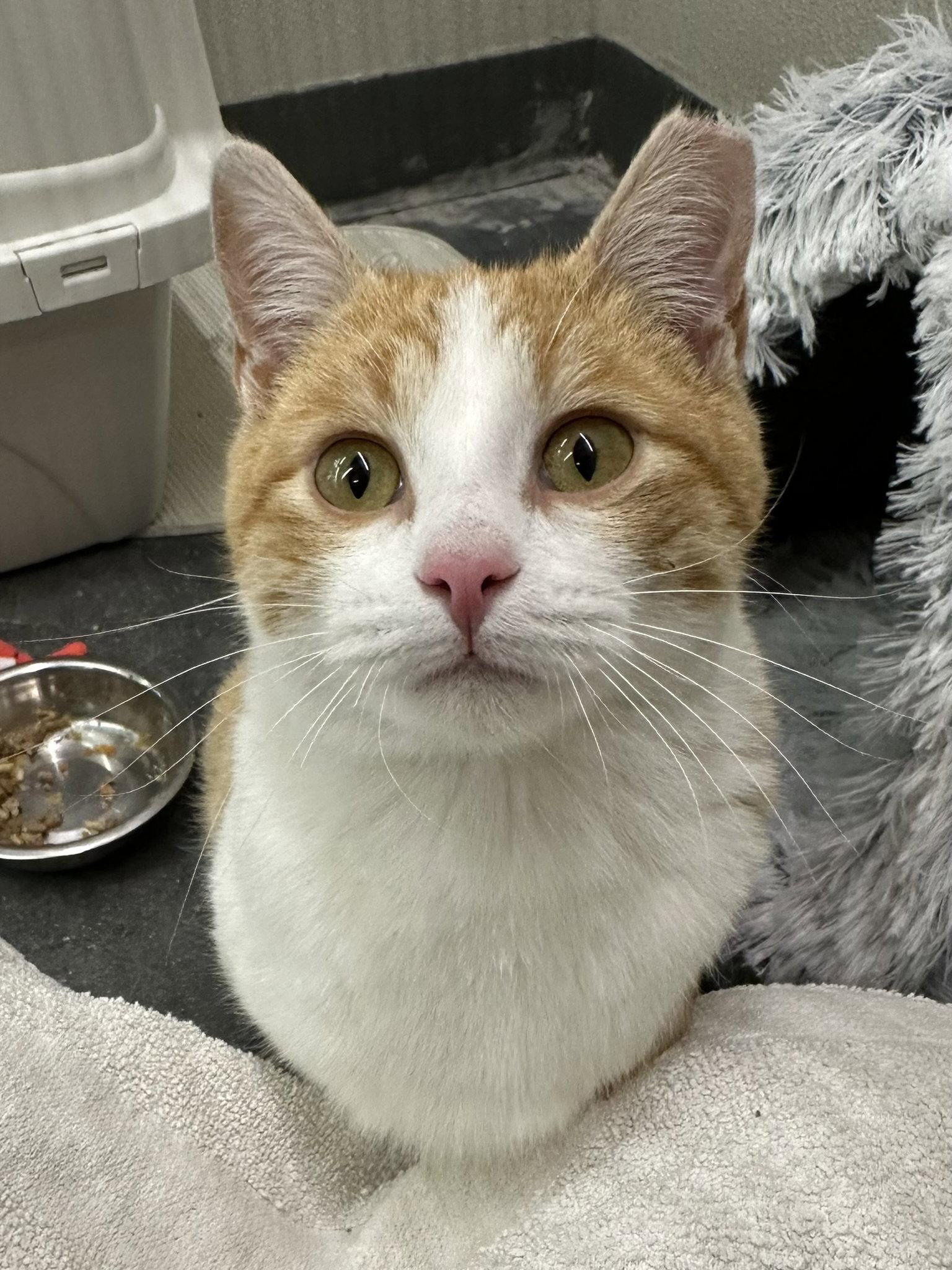 Enlarge Friday, a Adopted Domestic Short Hair in Crystal, MN image 2/3