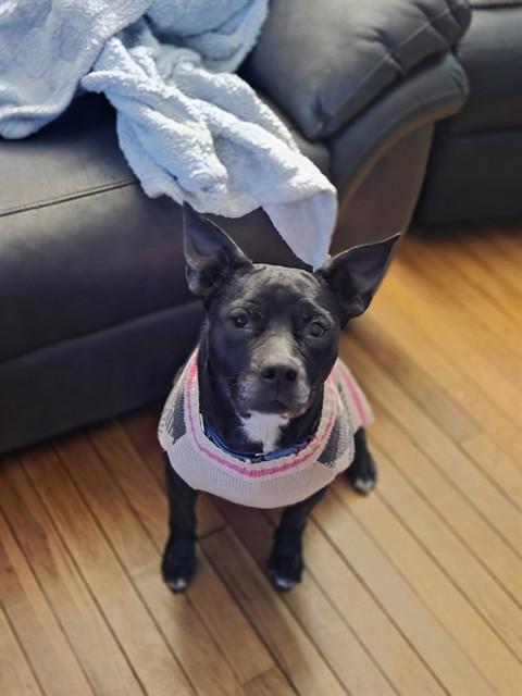 Enlarge ZEE, a Adoptable Pit Bull Terrier in Louisville, KY image 1/1