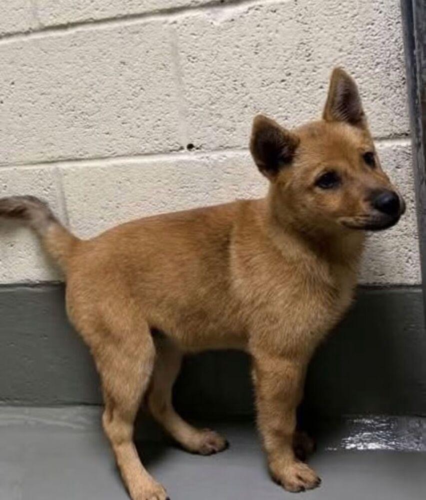 Enlarge Bumblebee, a Adoptable Labrador Retriever in Statesville, NC image 1/1