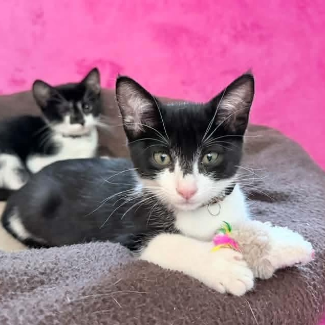 Enlarge Juno, a Adoptable Tuxedo in Kentwood, MI image 2/6