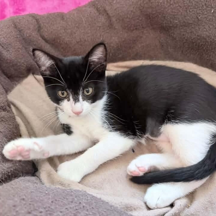 Enlarge Juno, a Adoptable Tuxedo in Kentwood, MI image 5/6