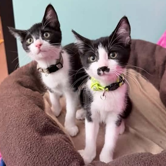 Enlarge Juno, a Adoptable Tuxedo in Kentwood, MI image 6/6