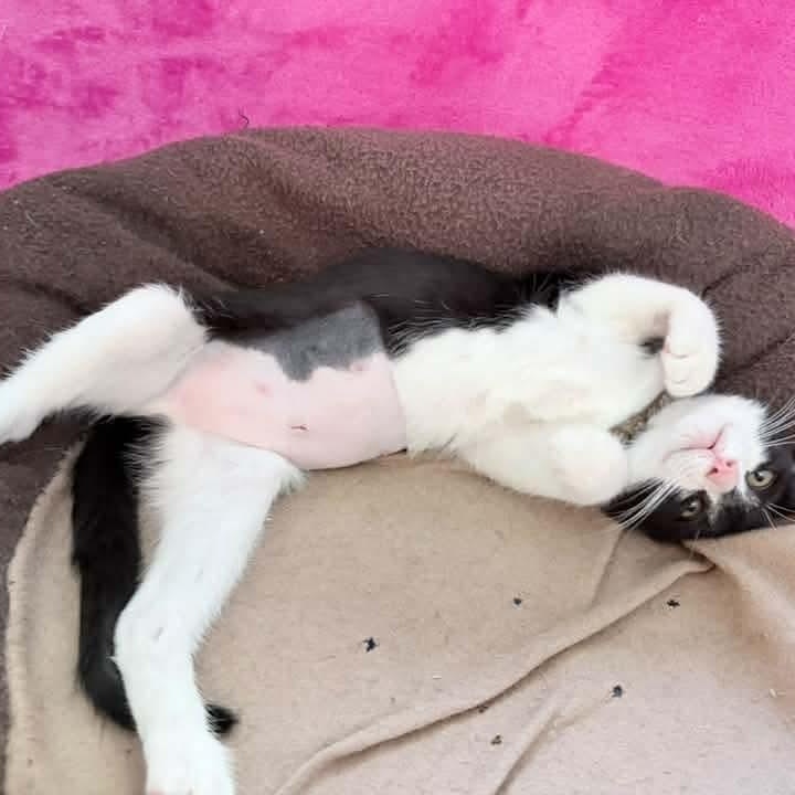 Enlarge Juno, a Adoptable Tuxedo in Kentwood, MI image 4/6