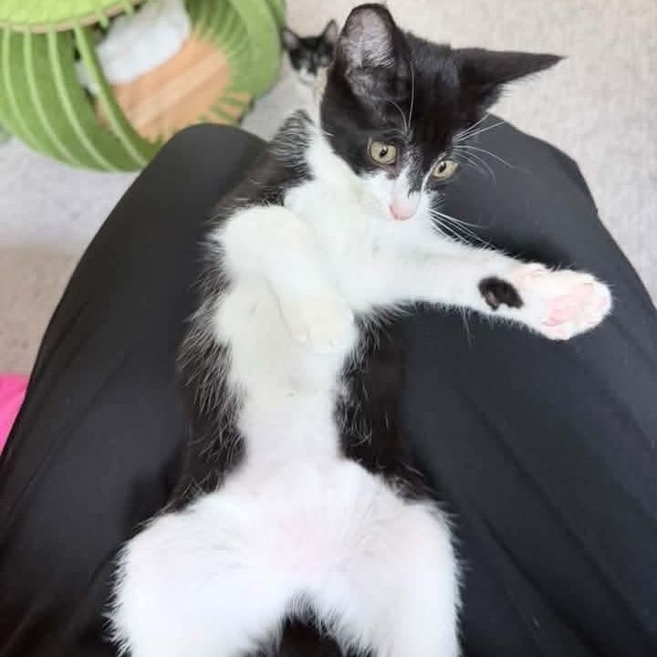Enlarge Juno, a Adoptable Tuxedo in Kentwood, MI image 3/6