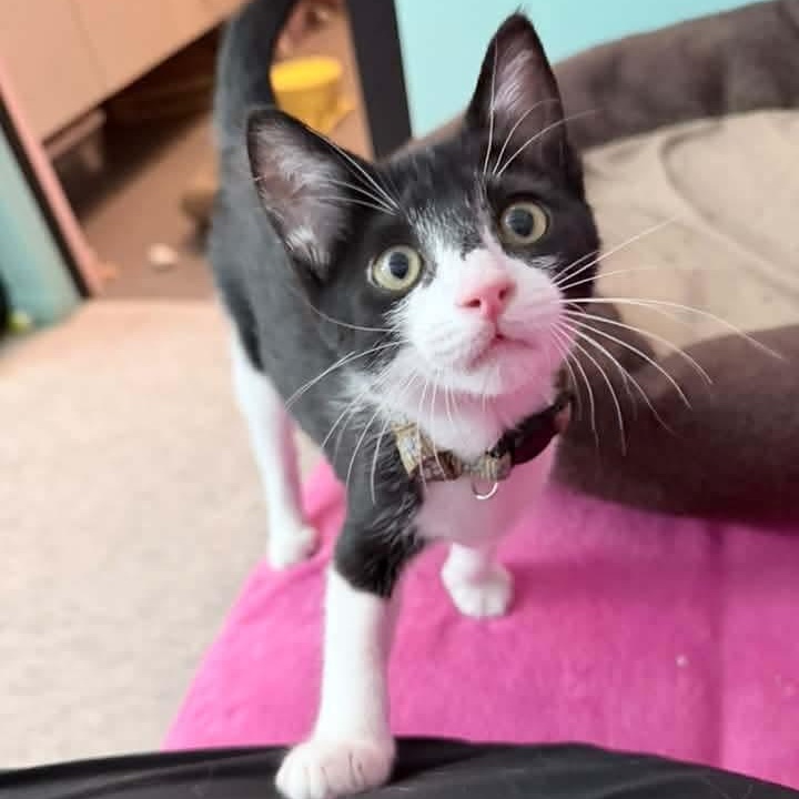 Enlarge Juno, a Adoptable Tuxedo in Kentwood, MI image 1/6