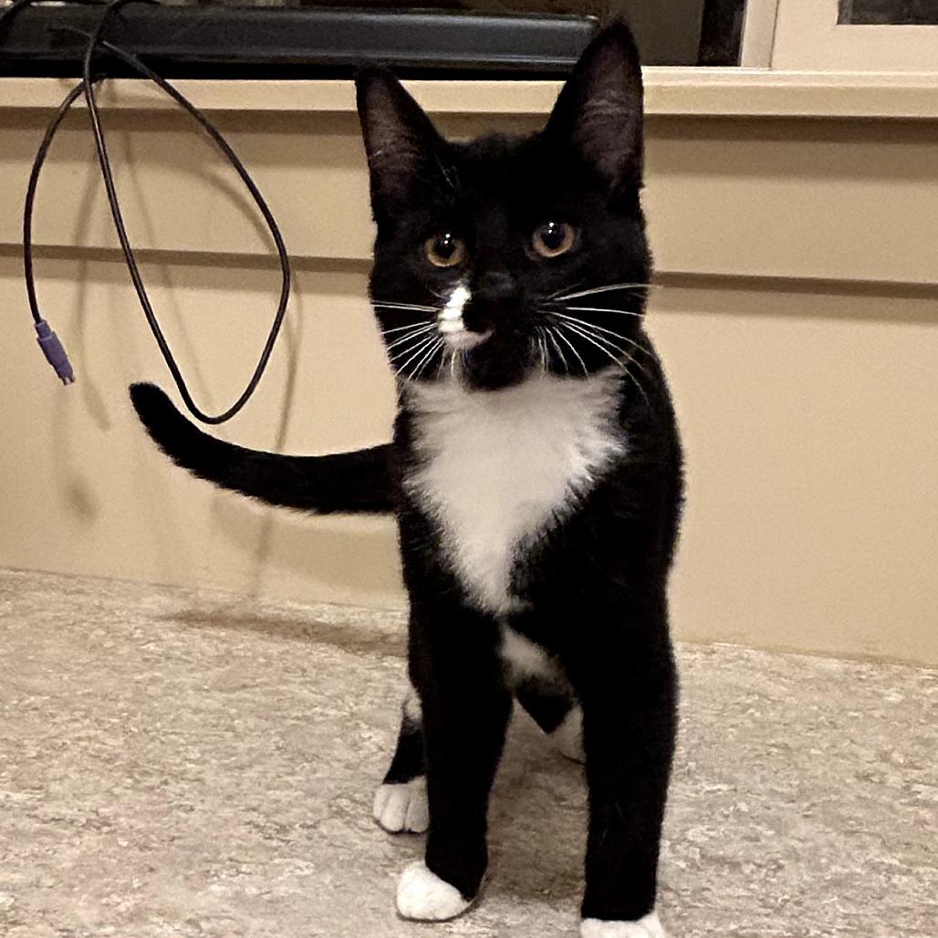 Enlarge Lucy, a Adoptable Domestic Short Hair in Meridian, ID image 2/2