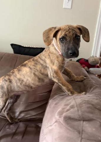 Enlarge Rosalia, an adopted mixed breed in Dunnville, ON image 1/4