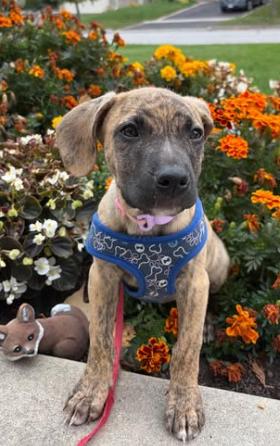 Enlarge Rosalia, an adopted mixed breed in Dunnville, ON image 2/4