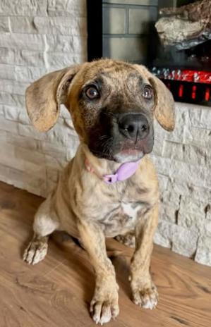 Enlarge Rosalia, an adopted mixed breed in Dunnville, ON image 3/4