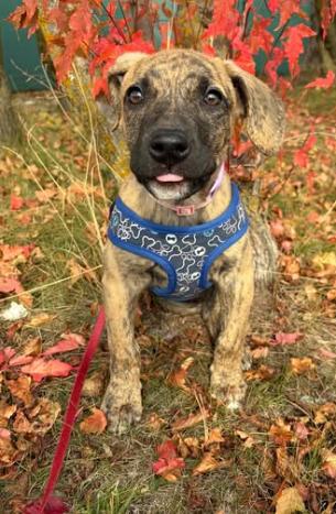 Enlarge Rosalia, an adopted mixed breed in Dunnville, ON image 4/4