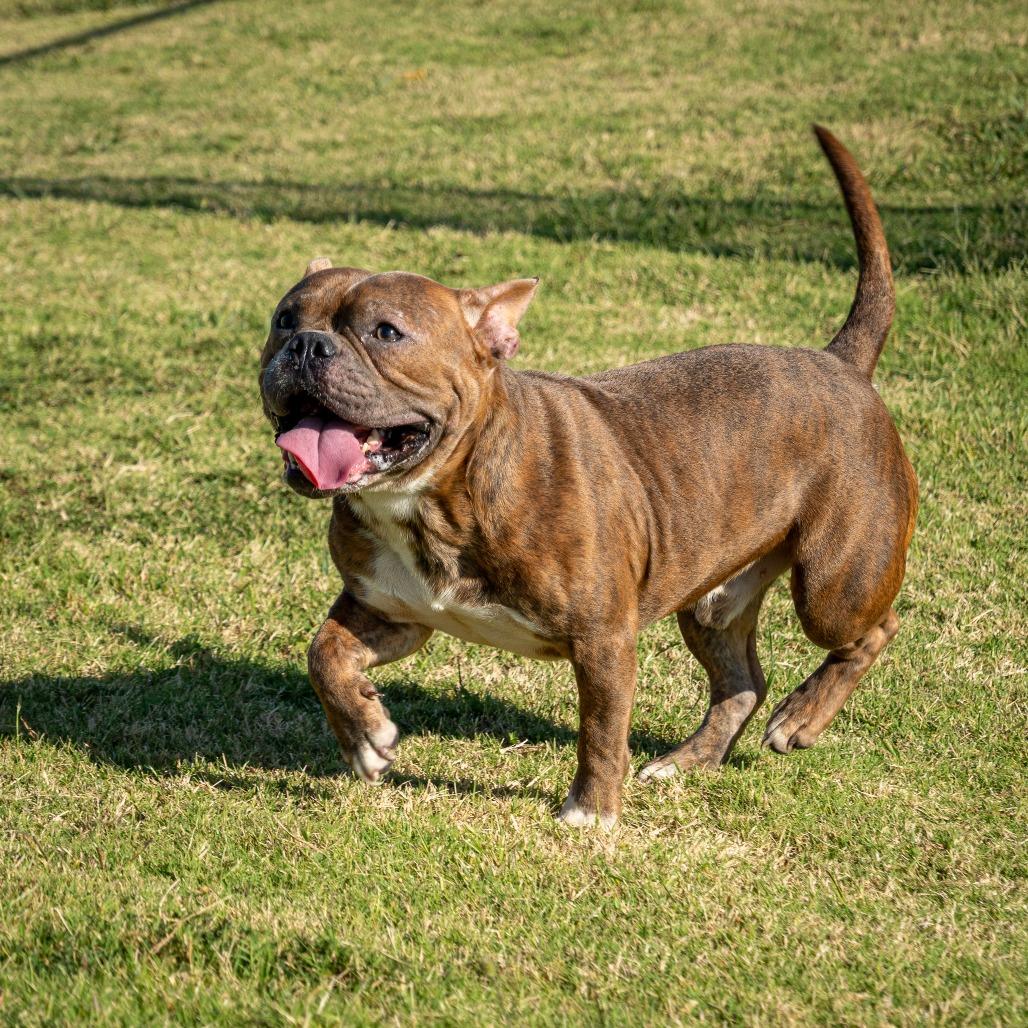 Enlarge Eeyore, a Adoptable Mixed Breed in Emporia, KS image 1/6