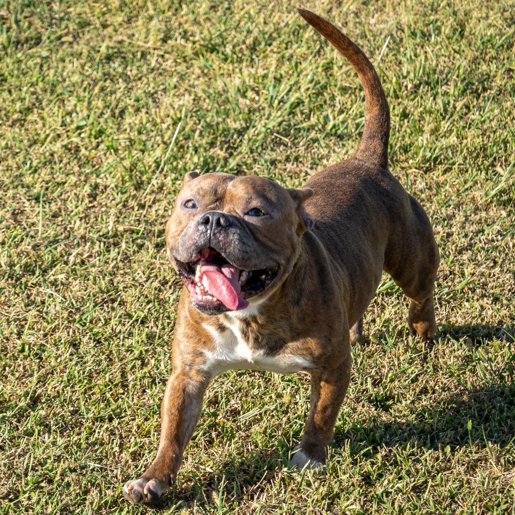 Enlarge Eeyore, a Adoptable Mixed Breed in Emporia, KS image 2/6