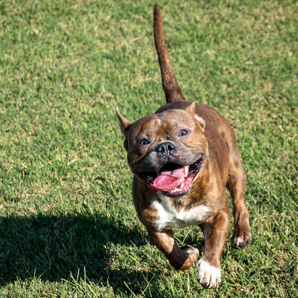 Enlarge Eeyore, a Adoptable Mixed Breed in Emporia, KS image 4/6