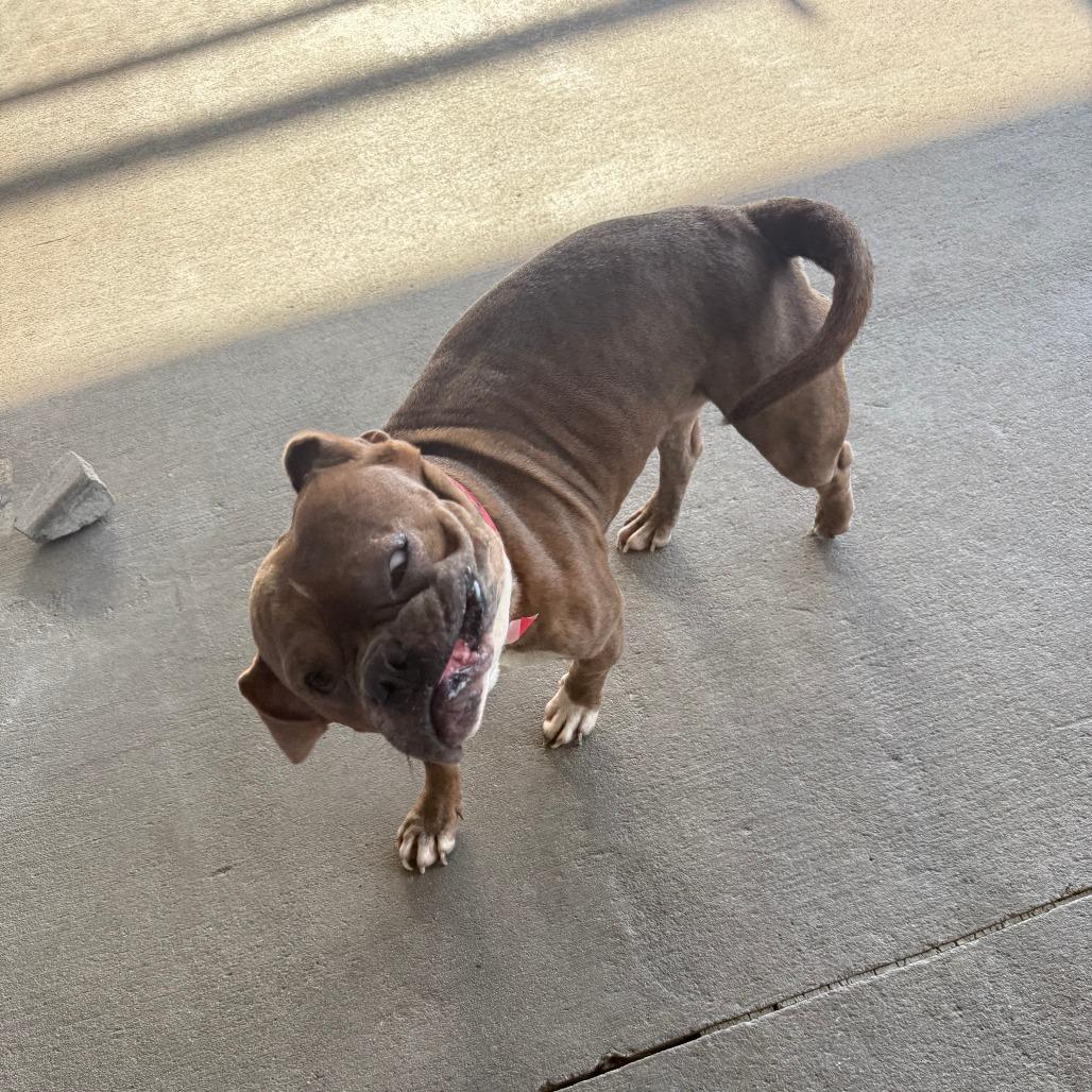 Enlarge Eeyore, a Adoptable Mixed Breed in Emporia, KS image 5/6