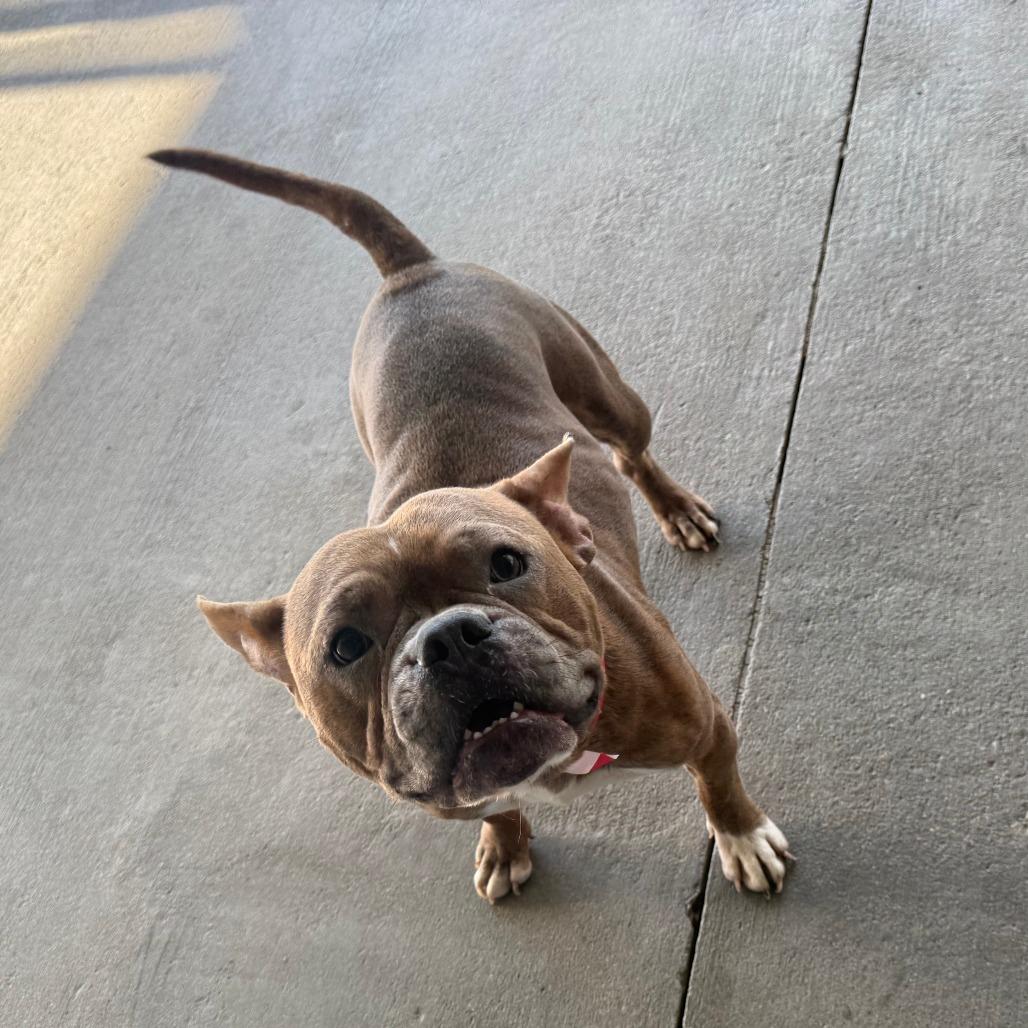 Enlarge Eeyore, a Adoptable Mixed Breed in Emporia, KS image 6/6