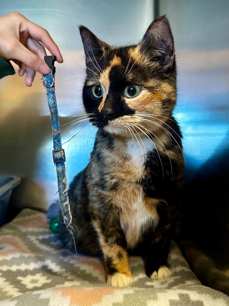 Rainbow, Adopted, Young Female Domestic Short Hair.