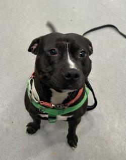 Enlarge Presley, an adoptable mixed breed in Elyria, OH image 4/5