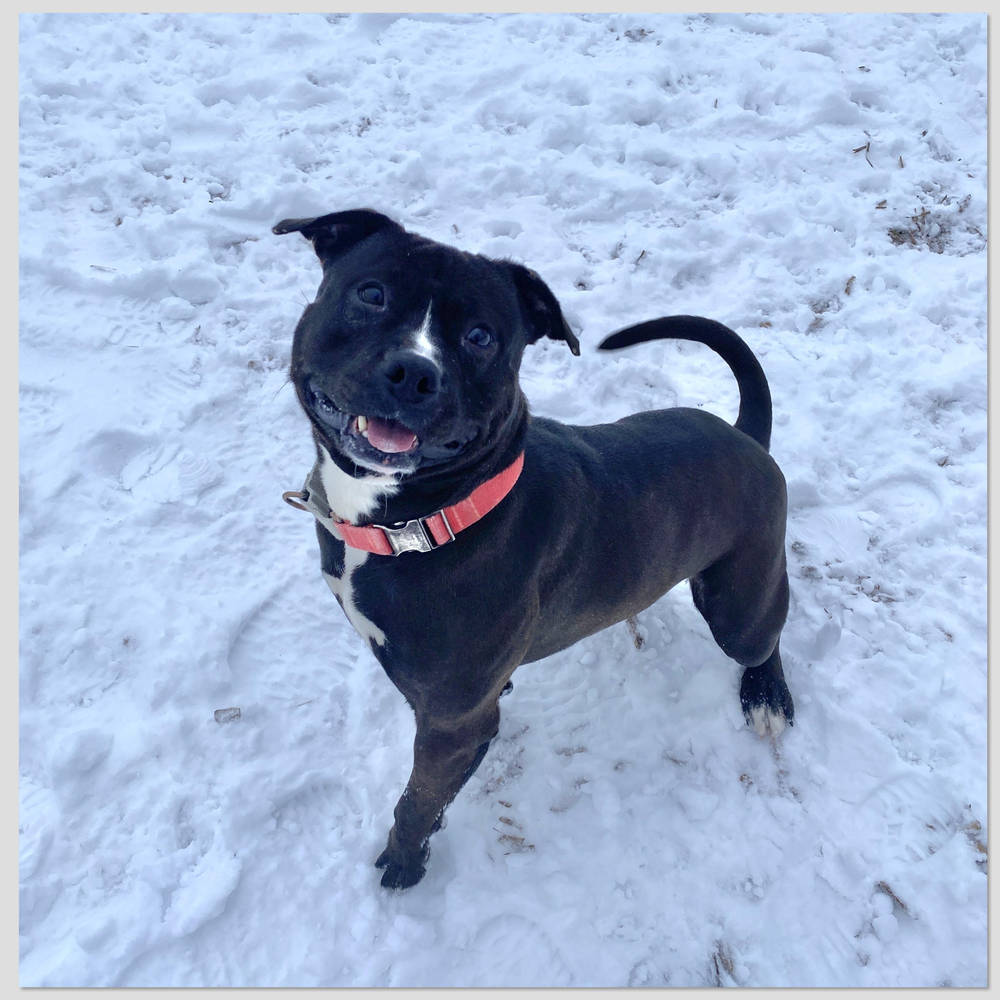 Enlarge Presley, an adoptable mixed breed in Elyria, OH image 1/5