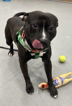 Enlarge Presley, an adoptable mixed breed in Elyria, OH image 5/5