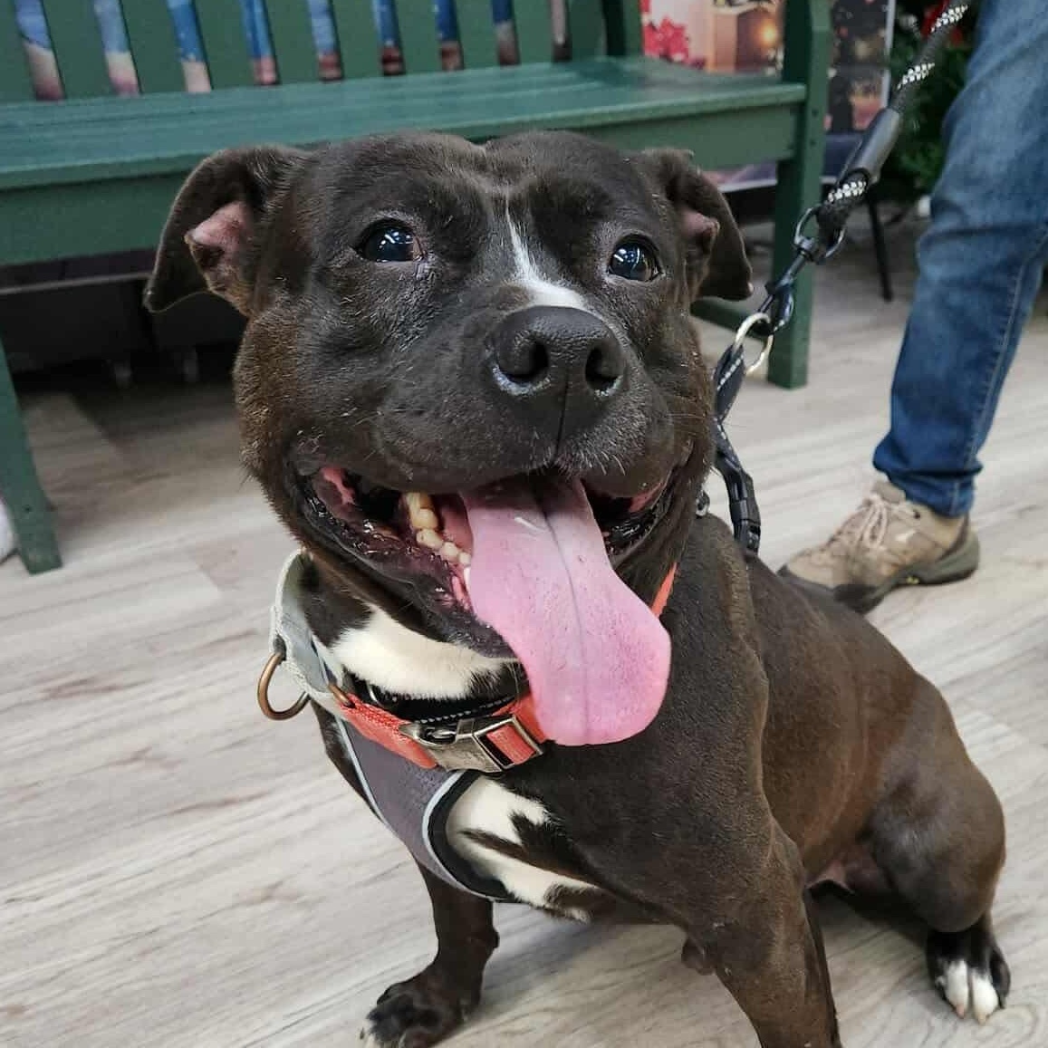 Enlarge Presley, an adoptable mixed breed in Elyria, OH image 3/5