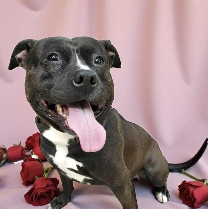 Enlarge Presley, an adoptable mixed breed in Elyria, OH image 2/5