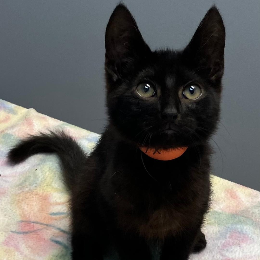 Onyx