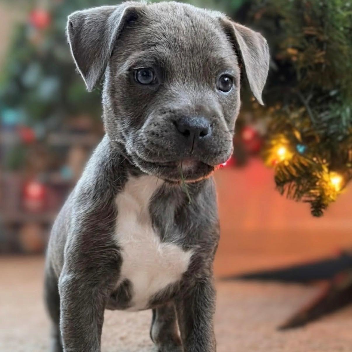 Enlarge Saylor, a Adoptable Pit Bull Terrier in Hamilton , NJ image 1/1