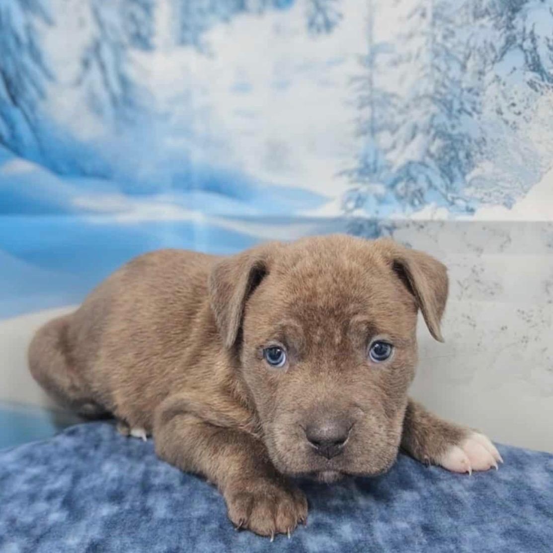 Saylor, Adoptable, Puppy Female Pit Bull Terrier.