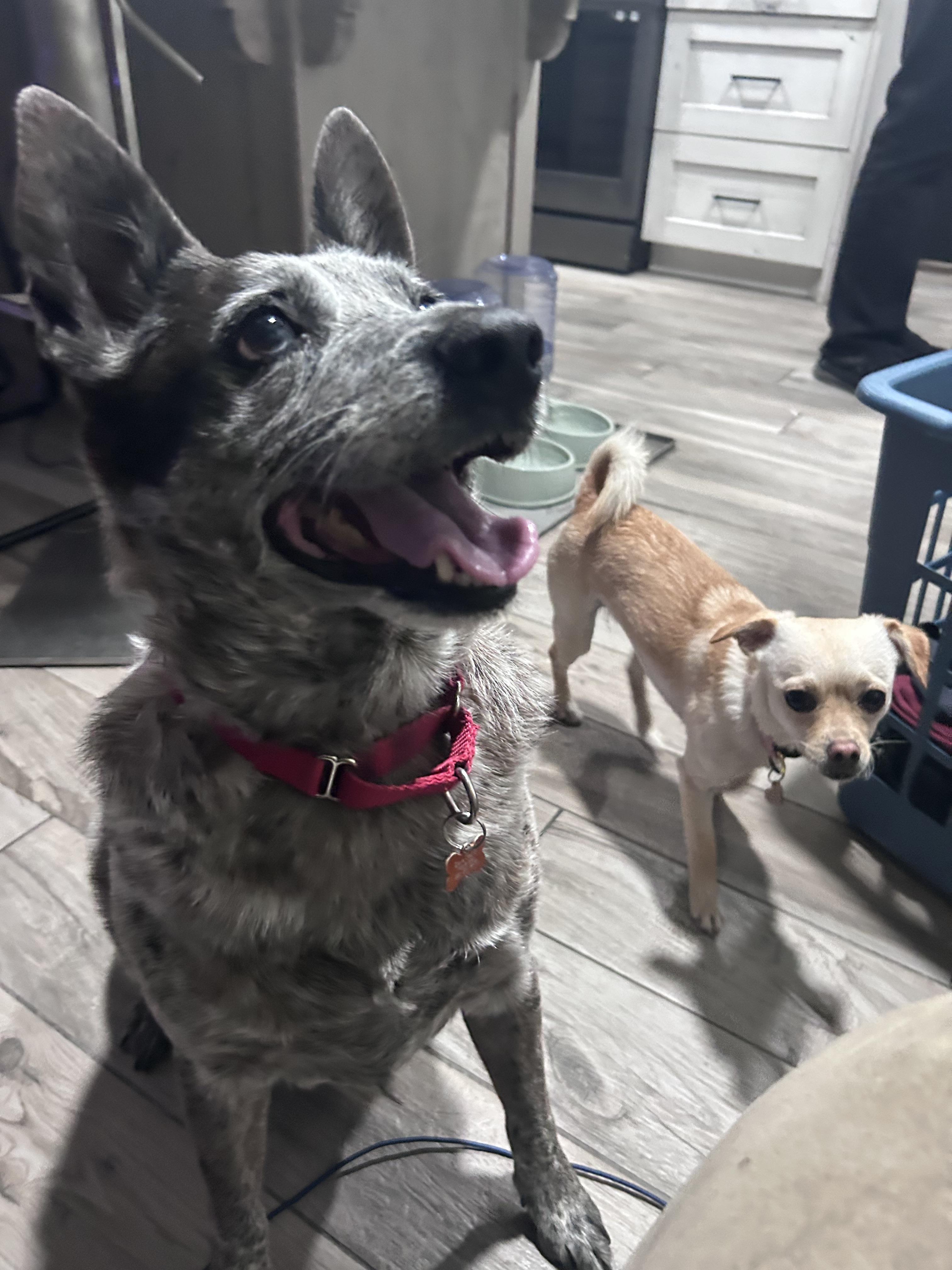 Olive, Adoptable, Adult Female Lancashire Heeler.