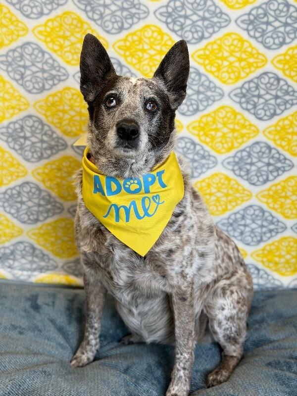 Enlarge Olive, a Adoptable Lancashire Heeler in Fruit Heights, UT image 2/6