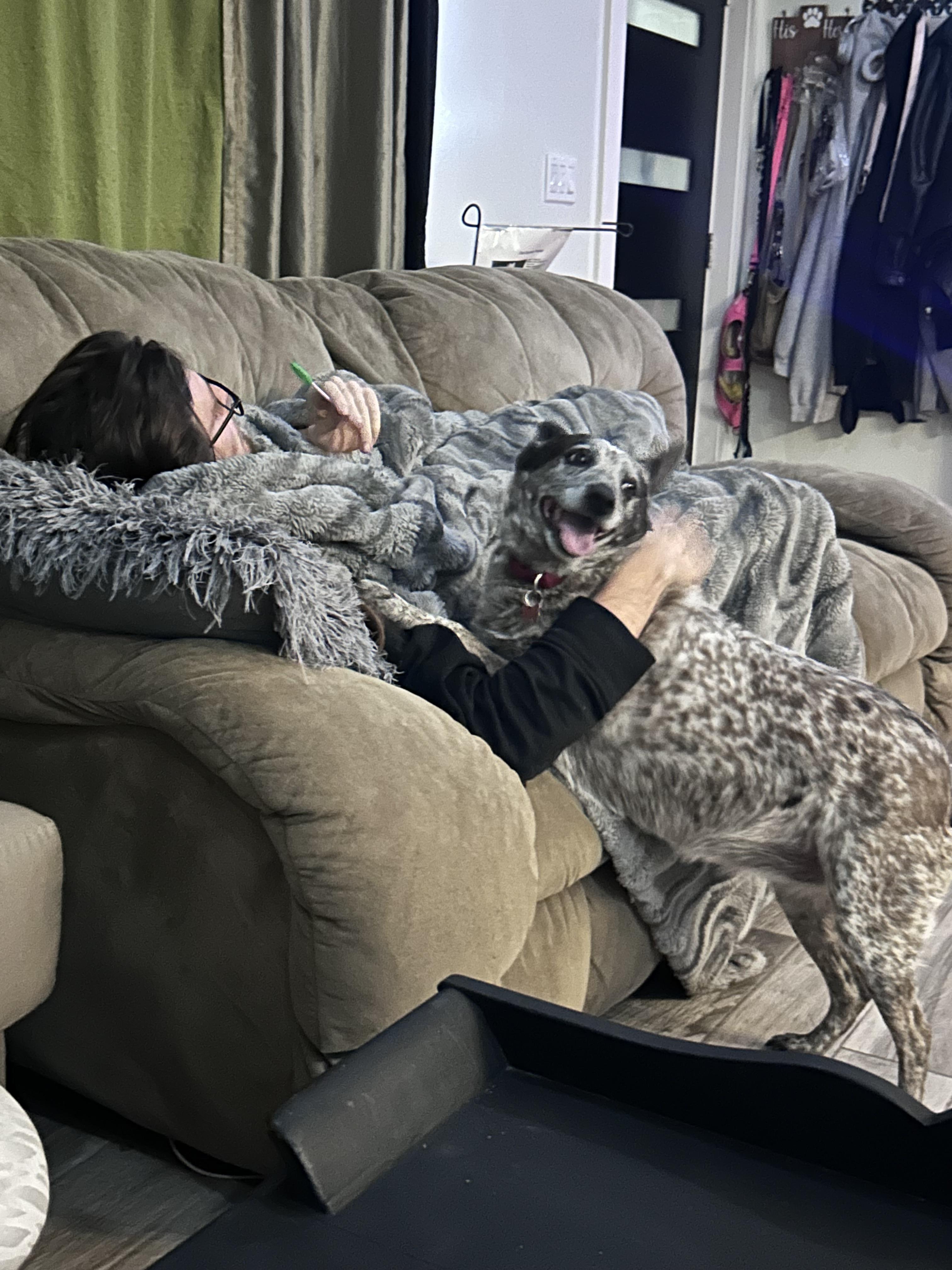 Enlarge Olive, a Adoptable Lancashire Heeler in Fruit Heights, UT image 3/6