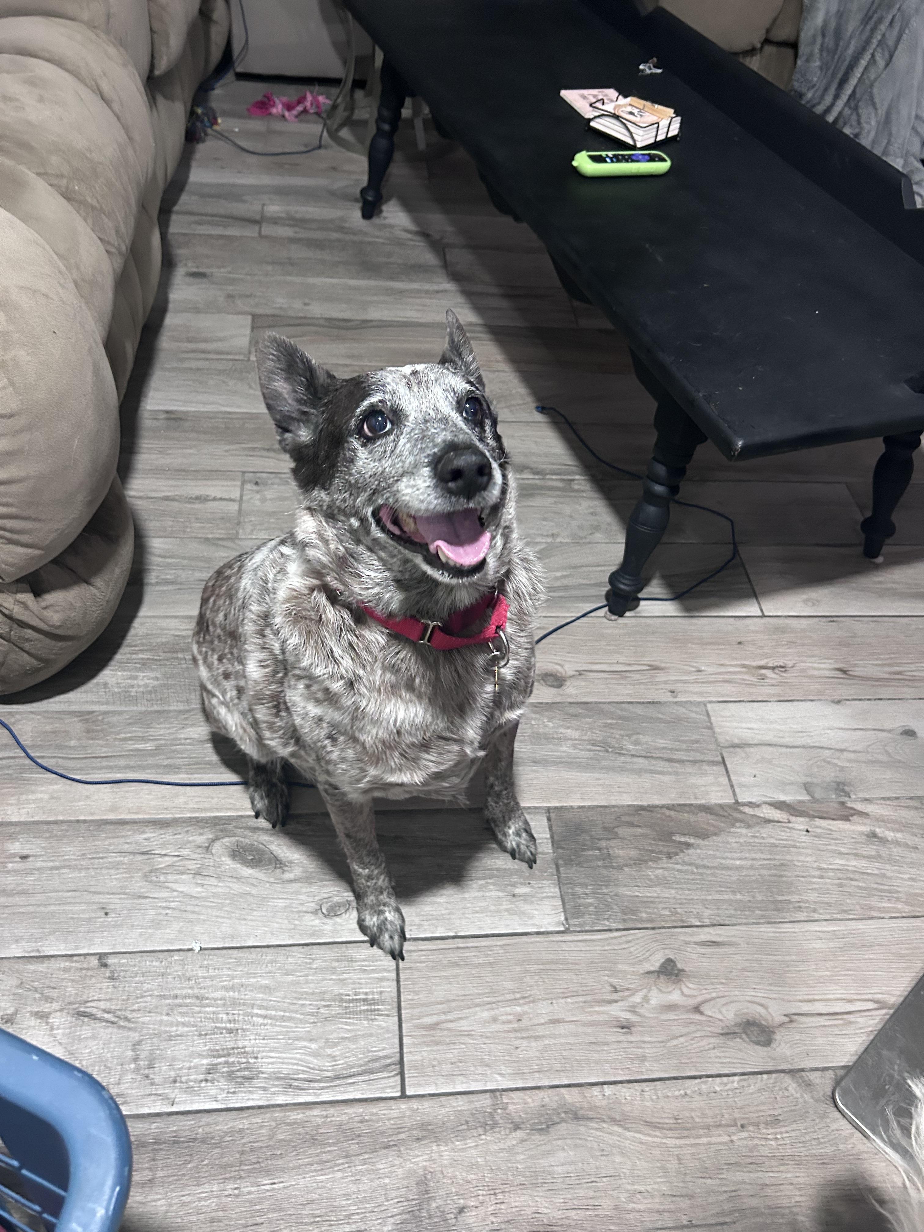 Enlarge Olive, a Adoptable Lancashire Heeler in Fruit Heights, UT image 5/6